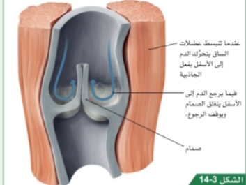 كيف أعمل الصمامات وكيف تعرف مكان الصمامات الوريدية