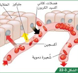 ما علاقة ممارسة الرياضة بمعدل دقات القلب